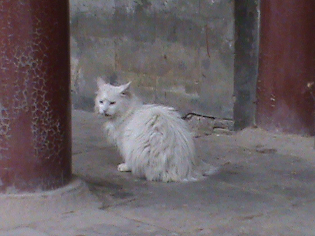 Summer Palace SMELLY CAT! 84