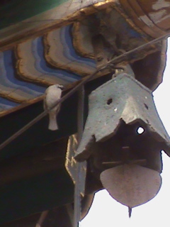 LamaTemple31