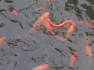 Bei-Hai-Park431