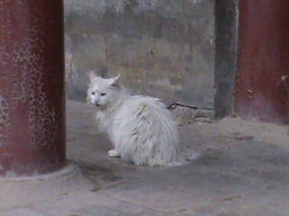 Summer Palace SMELLY CAT! 84