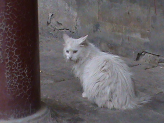 Summer Palace SMELLY CAT 85