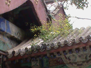 SummerPalace87