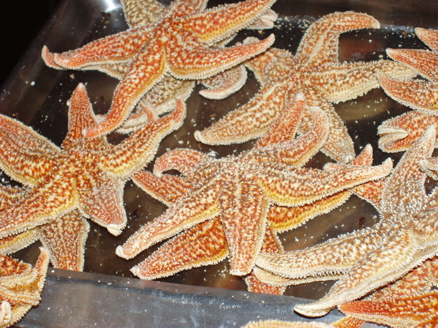 Beijing_Food St. Starfish before frying